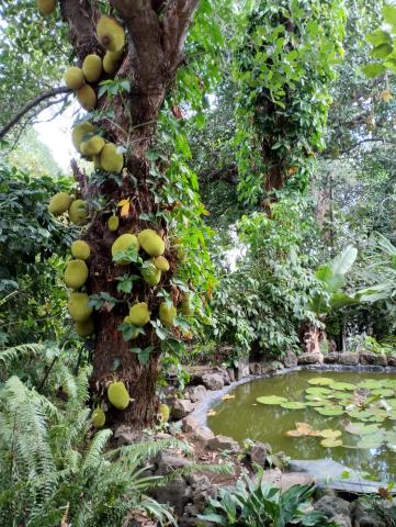 image  Árbol de las calabazas
