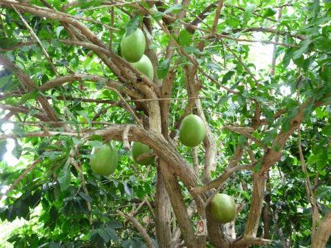 image Árbol de las calabazas