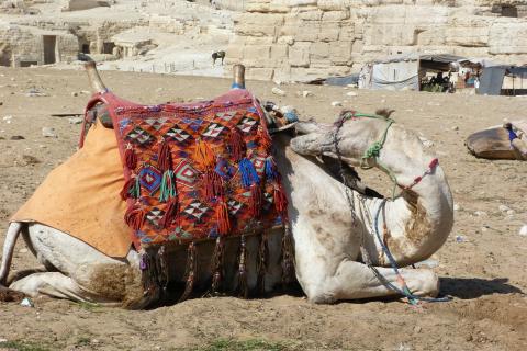 Camello en Egipto