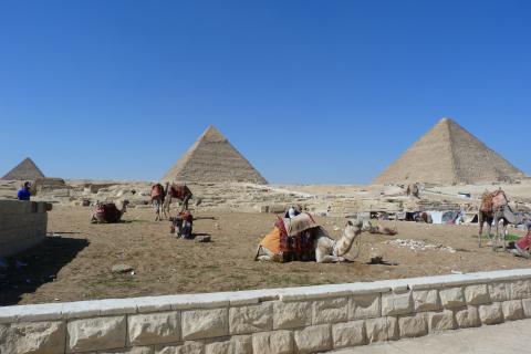 Camello y pirámides