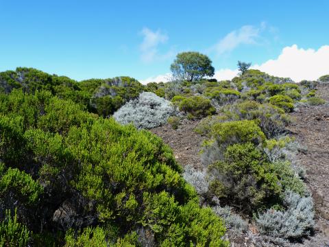 image Vegetación de la isla de Reunión (Francia)