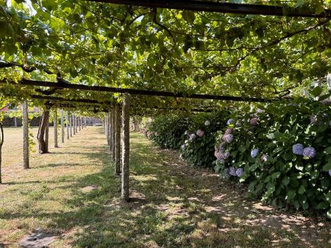 image Parrales de uva