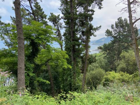 image Vegetación de la Costa Vasca