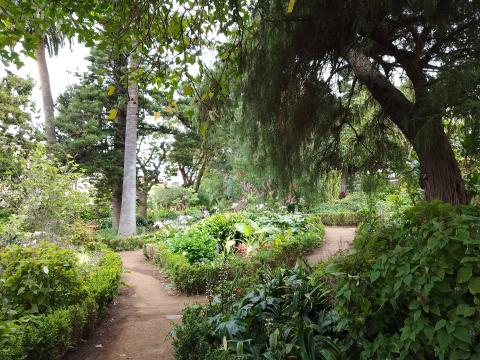 Jardín botánico en Tenerife