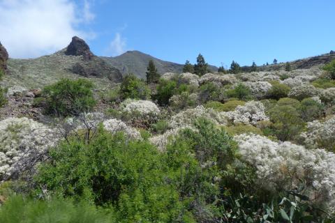 Vegetación de Tenerife