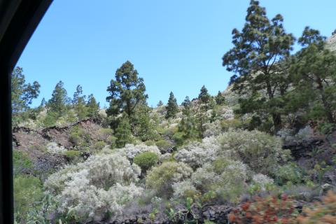 Vegetación de Tenerife