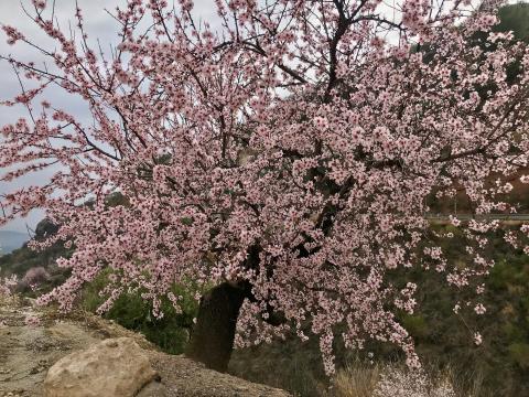 image Almendro