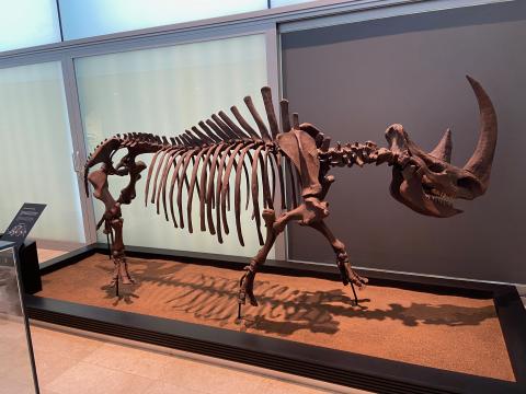 image Museo Paleontológico de Castilla-La Mancha