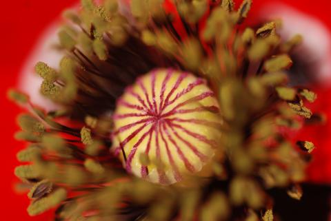 image Flor de protea