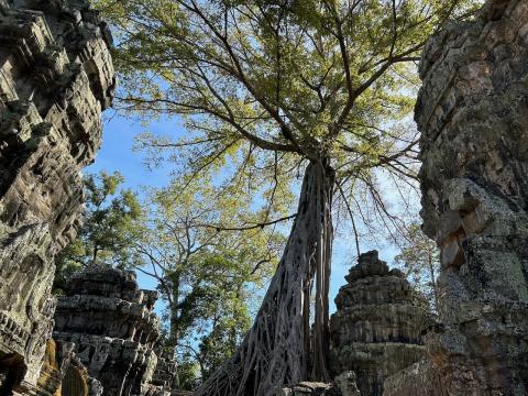image Templo de Ta Prohm y selva