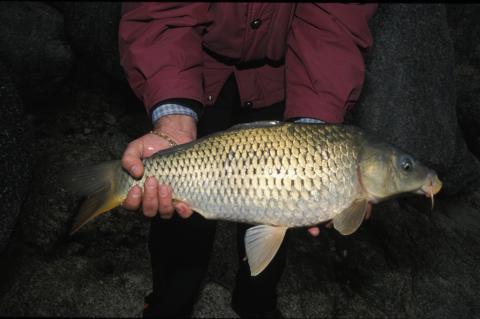 image Barbo (Barbus sp.)