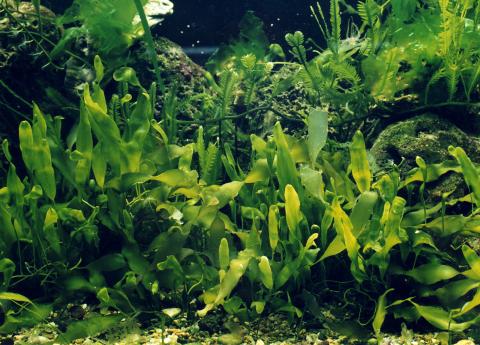 image Caulerpa (Caulerpa sp.)