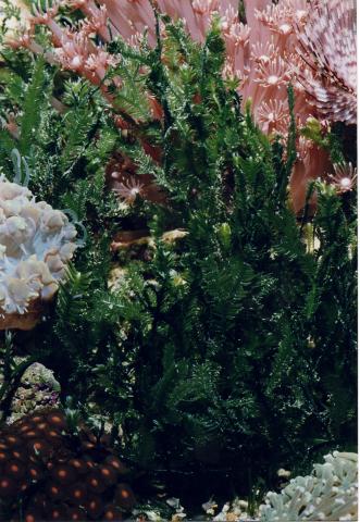 image Caulerpa (Caulerpa sp.)