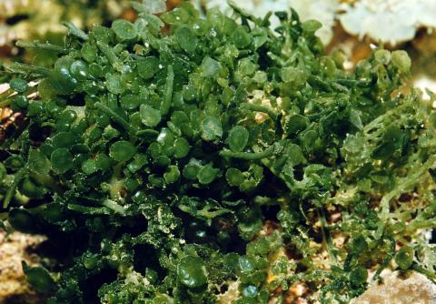 image Caulerpa (Caulerpa sp.)