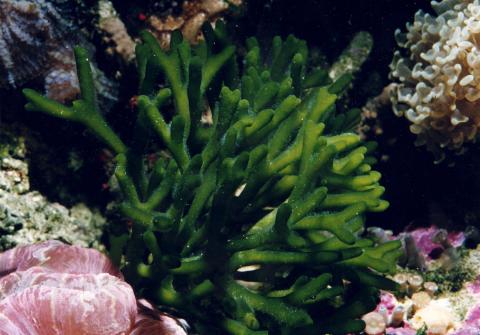 image Alga verde (Clorofíceas)