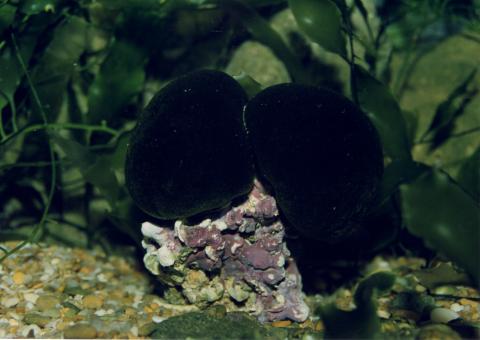 image Alga verde (Clorofíceas)