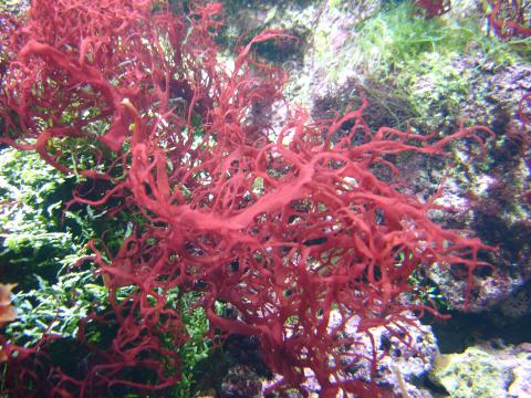 image Alga roja (Rodofíceas)