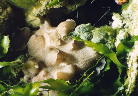 image Anémona de disco (Actinodiscus sp.)