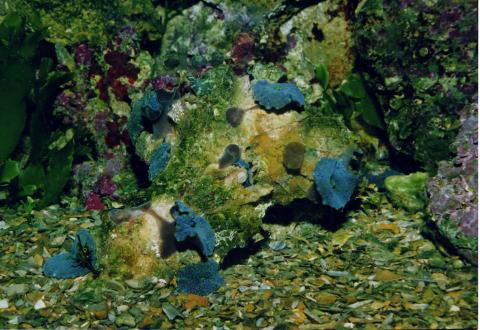 image Anémona de disco (Actinodiscus sp.)