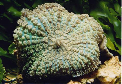 image Seta de mar (Discosoma sp.)