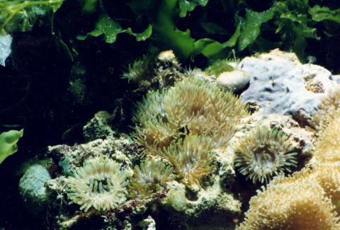 image Anémona de mar (Anemonia gracilis)