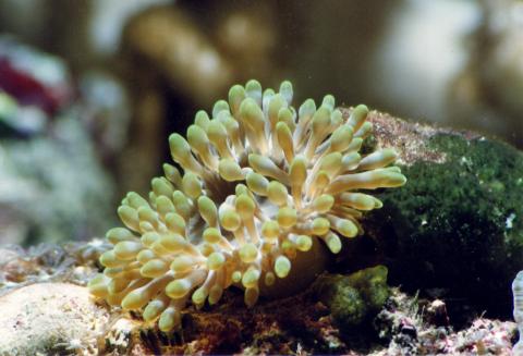 image Anémona de mar (Anemonia gracilis)