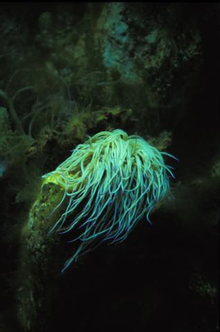 image Anémona de tentáculo largo (Anemonia sulcata)