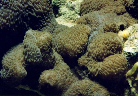 image Anémona tapiz (Actiniarios)