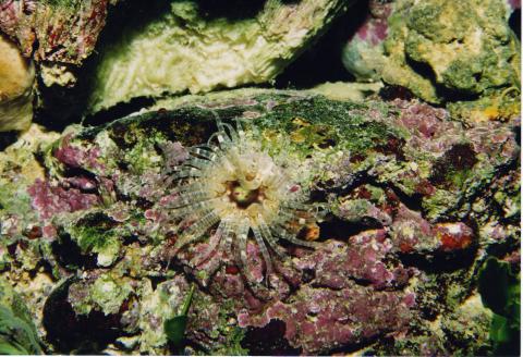 image Anémona verrugosa (Bunodactis verrucosa)