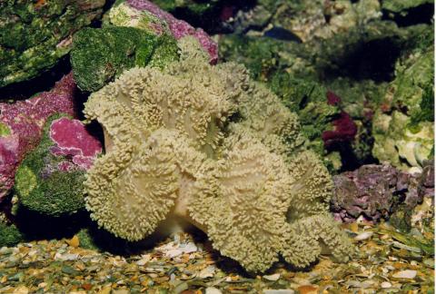 image Anémona simbionte (Stoichactis giganteum)