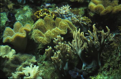 image Coral blando (Alcionarios)