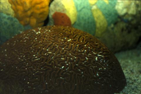 image Coral cerebro (Colpophyllia sp.)