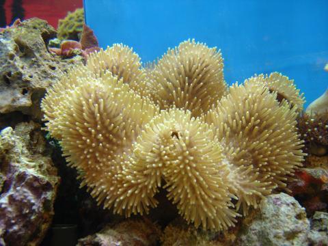 image Coral seta (Sarcophyton sp.)