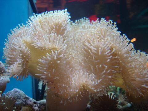 image Coral seta (Sarcophyton sp.)