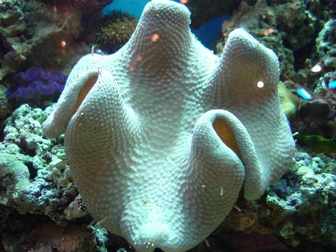 image Coral seta (Sarcophyton sp.)