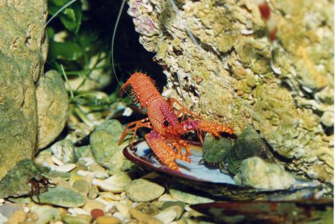 image Langosta (Enoplometopus occidentalis)