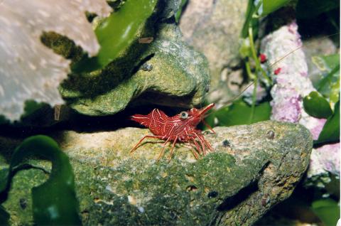 image Gamba (Rhynchocinetes sp.)