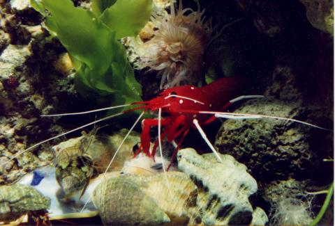 image Camarón escarlata (Lysmata debelius)