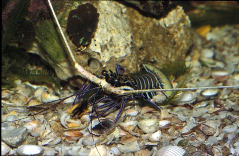 image Langosta colorete (Panulirus versicolor)