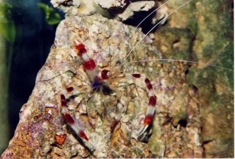 image Gamba boxeadora (Stenopus hispidus)