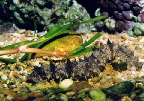 image Pepino de mar (Holoturia)