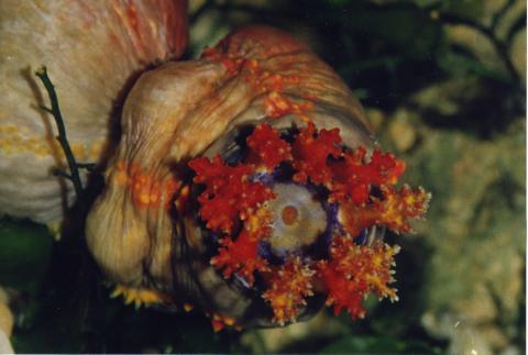 image Holoturia tricolor (Pseudocolochirus sp.)
