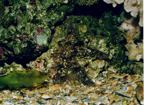 image Estrella de brazos múltiples (Coscinasterias tenuispina)