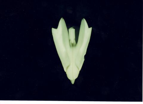 image Dientes de un erizo de mar (linterna de Aristóteles)