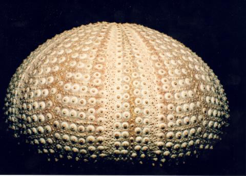 image Caparazón (Erizo regular)