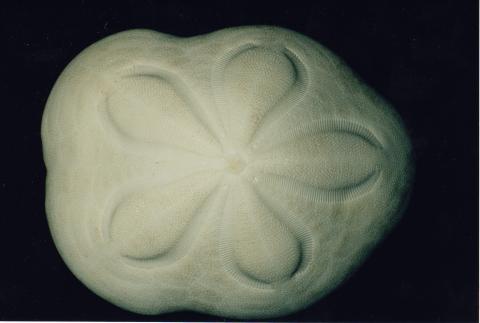 image Caparazón (Erizo irregular)