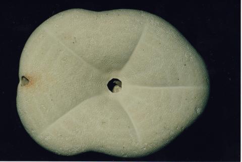 image Caparazón (Erizo irregular)