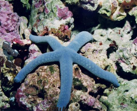 image Estrella azul (Linckia laevigata)