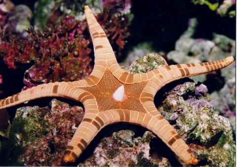 image Estrella de mar (Iconaster longimanus)