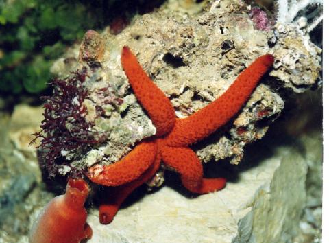 image Estrella espinosa roja (Echinaster sepositus)